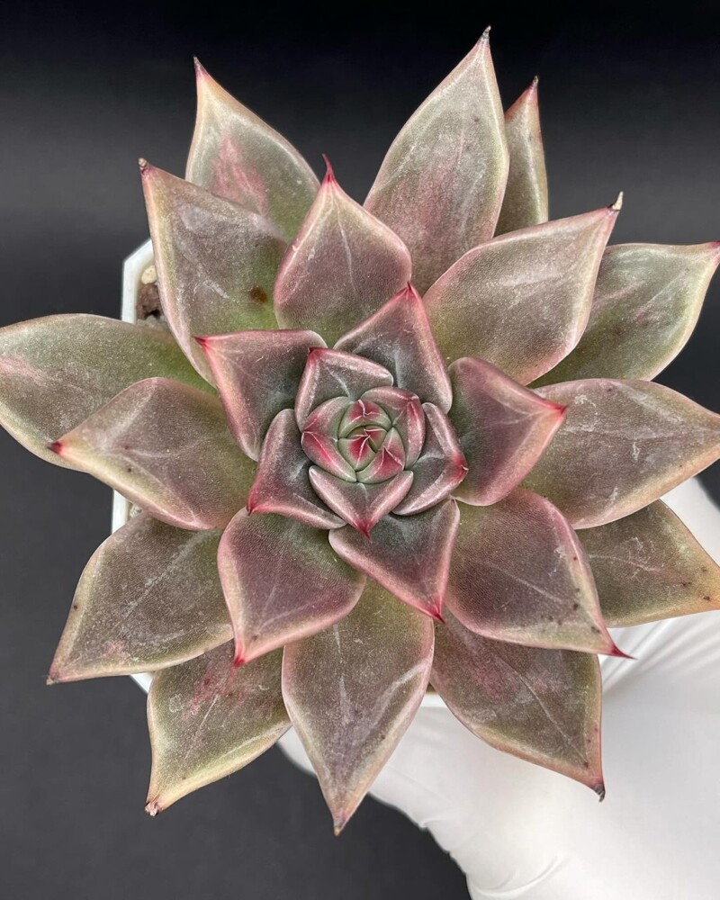 Echeveria 'Enola'
