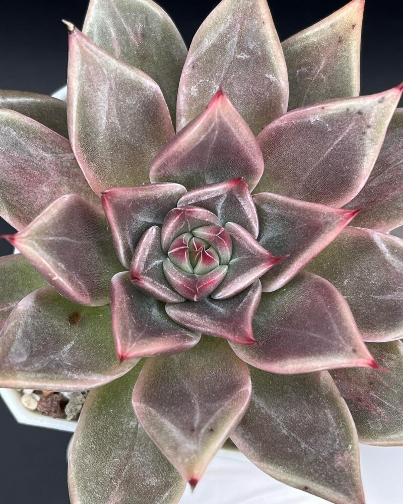 Echeveria 'Enola'