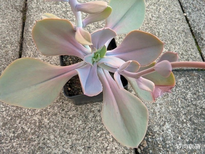 栽培的粉彩莲  Echeveria gibbiflora