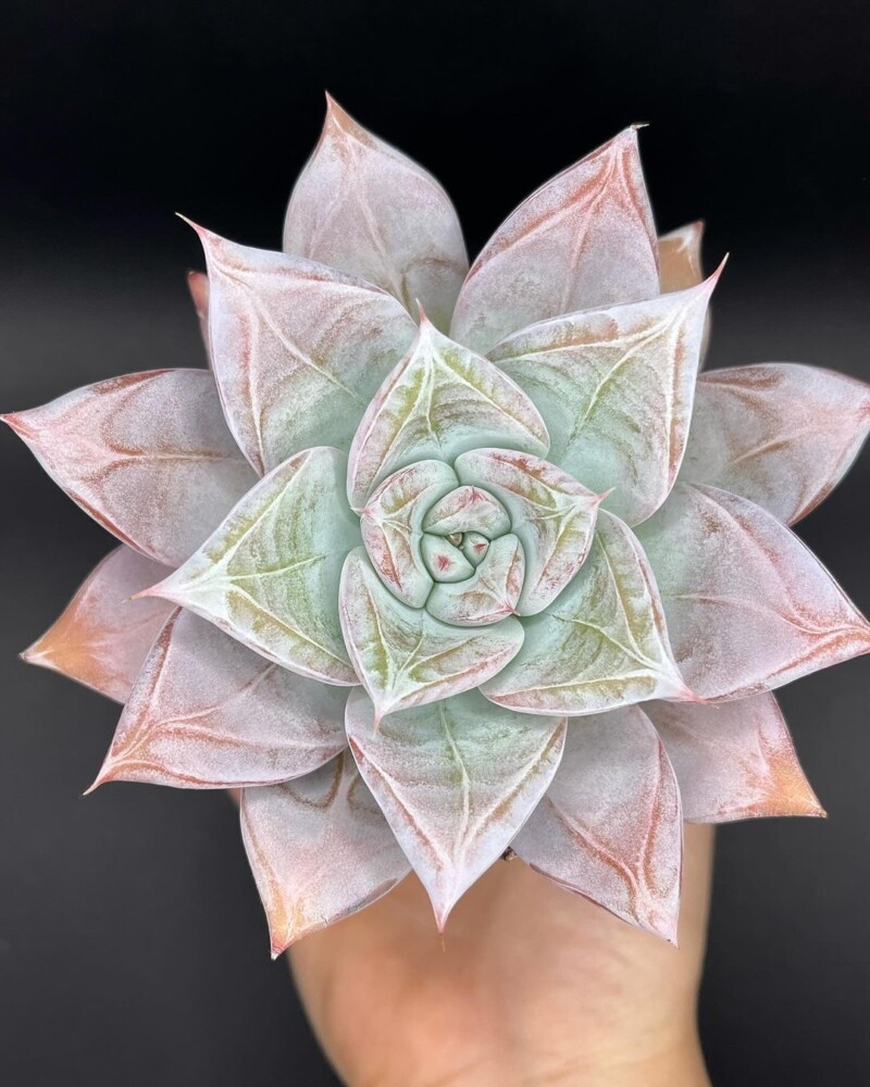 Echeveria 'Mexican Giant'