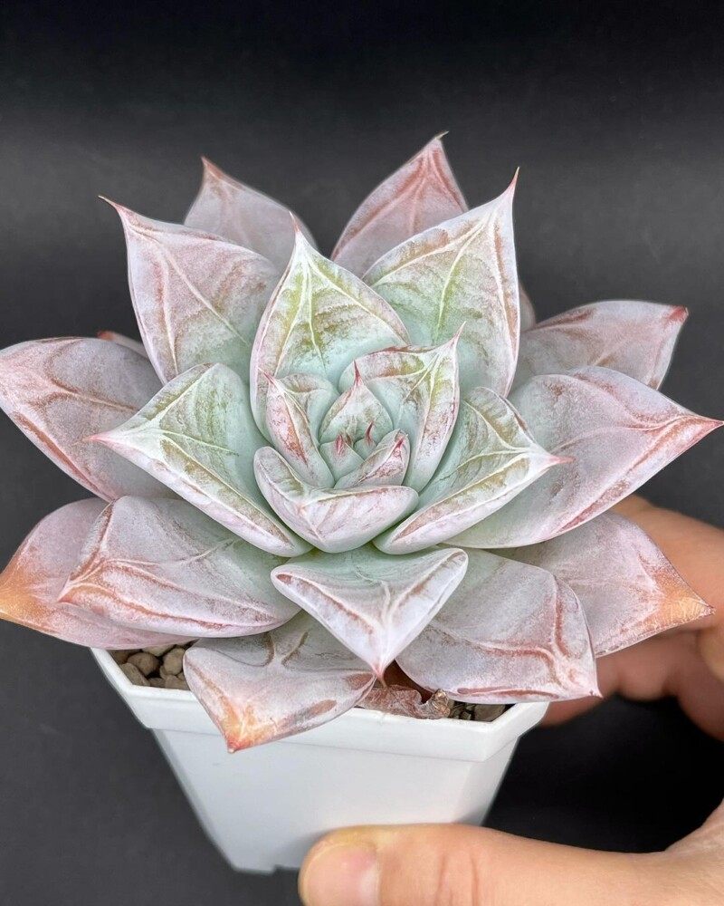 Echeveria 'Mexican Giant'