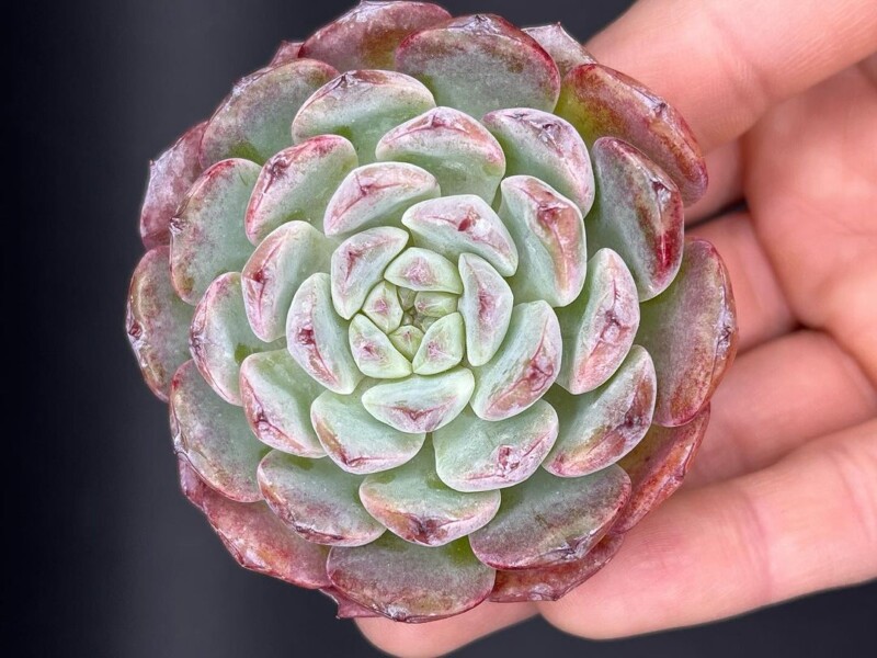 Echeveria 'Michelin'