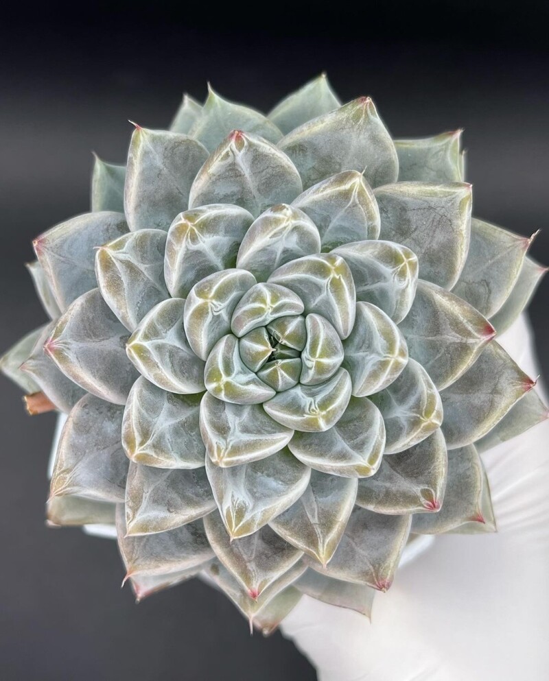 Echeveria 'Night Cloud'
