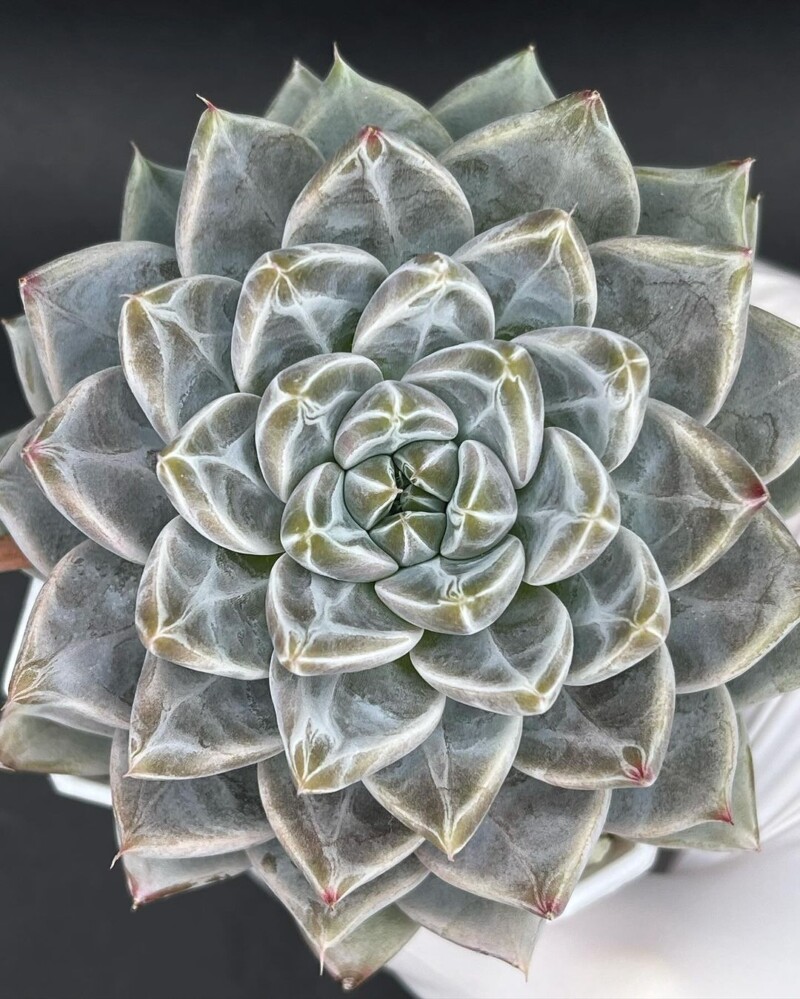 Echeveria 'Night Cloud'