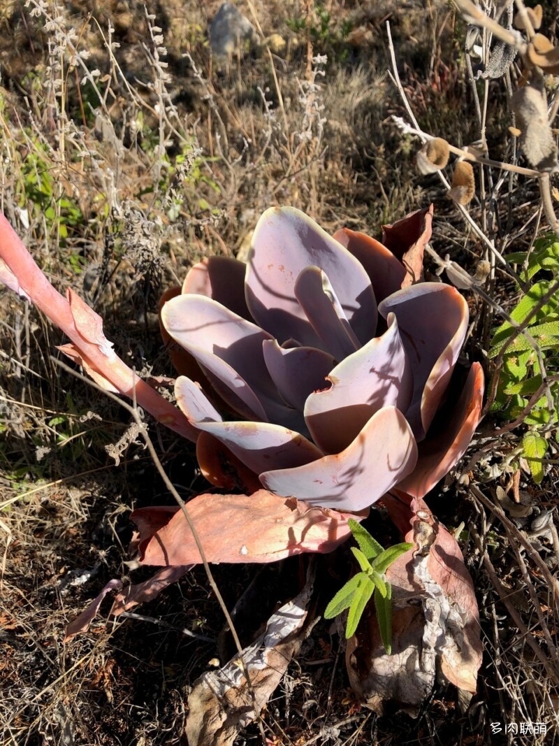 Oaxaca 瓦哈卡州 粉彩莲  Echeveria gibbiflora