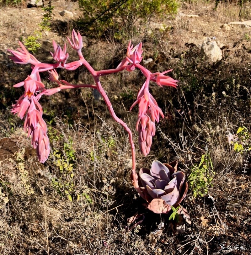 Oaxaca 瓦哈卡州 粉彩莲  Echeveria gibbiflora