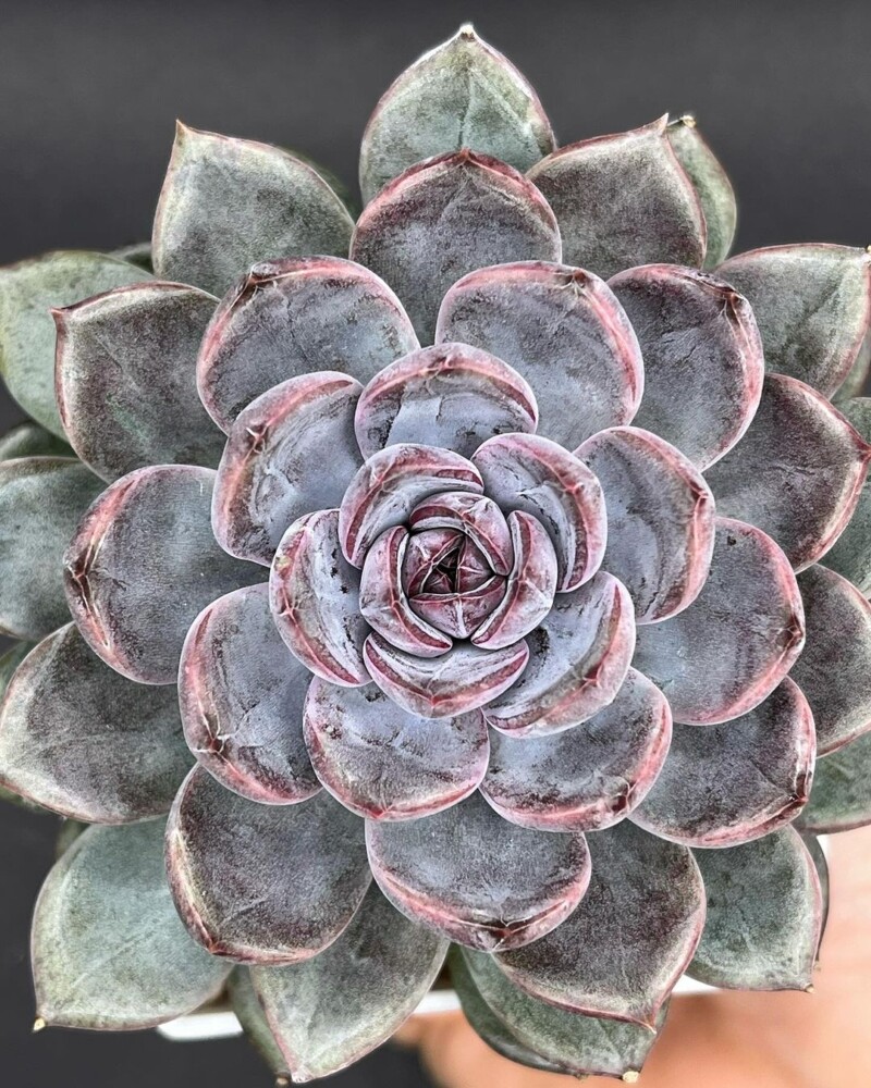 Echeveria 'Purple Stone’