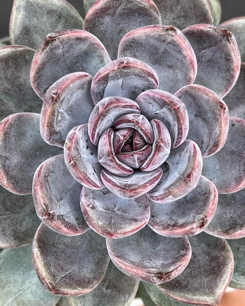 Echeveria 'Purple Stone’