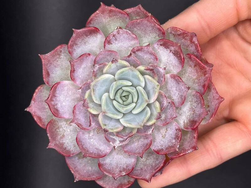 Echeveria 'Saracina'