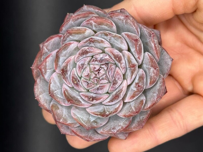 Echeveria 'Ultra Violet'