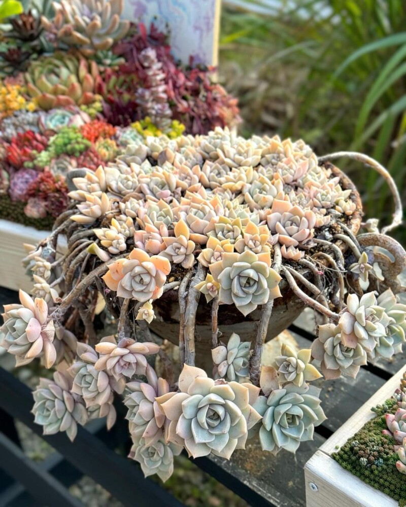 白牡丹