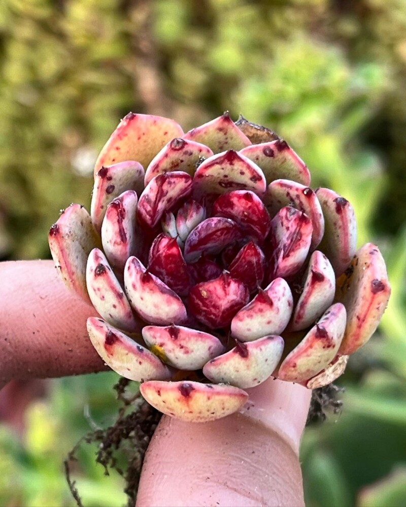 caamanoi x minima 