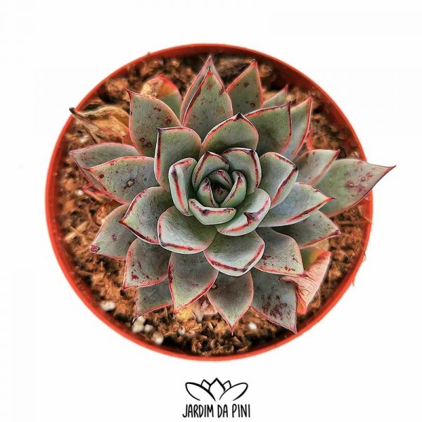 Echeveria caamanoi