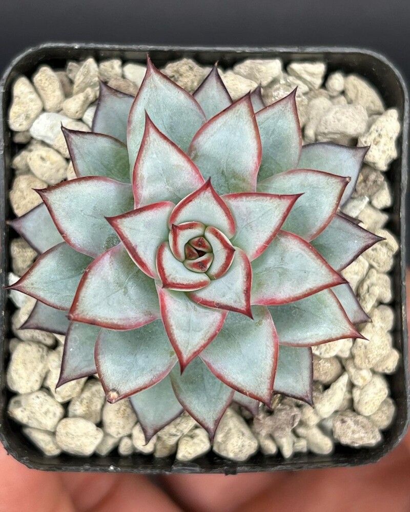 Echeveria caamanoi 杂