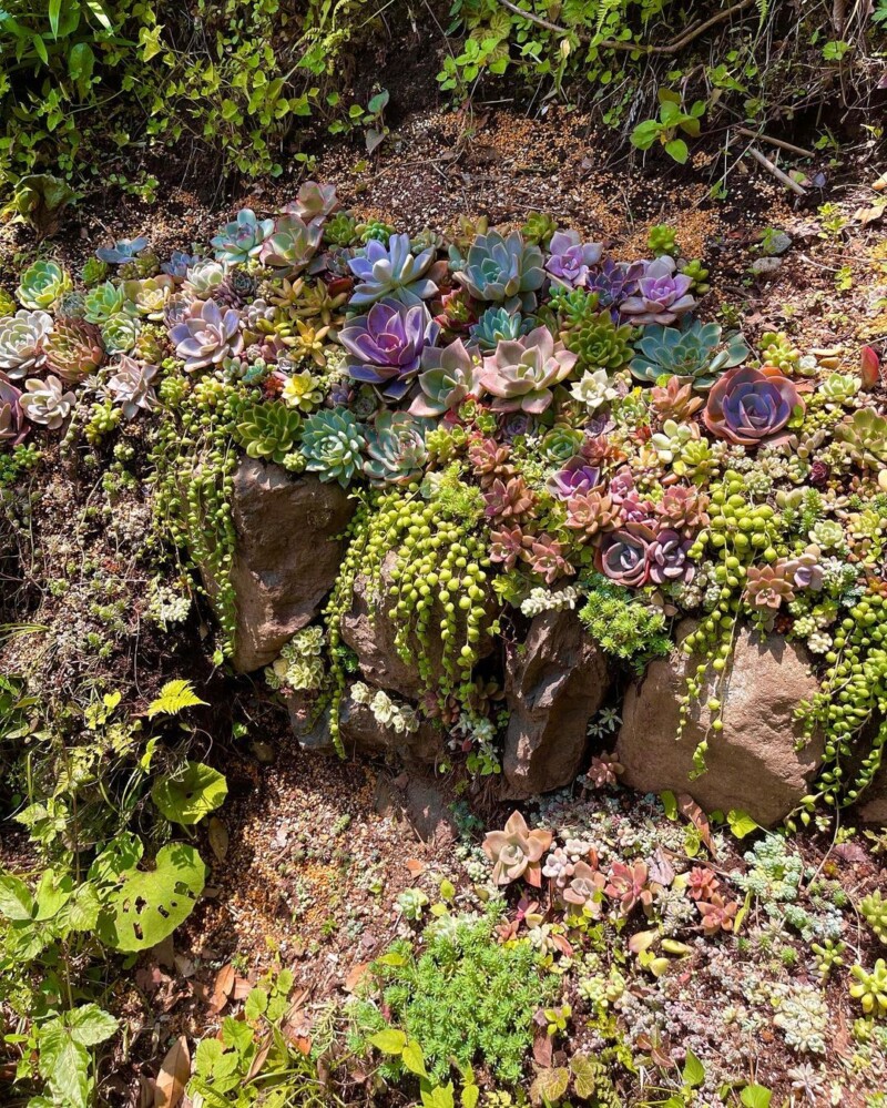 神奈川山谷里地栽露养的多肉