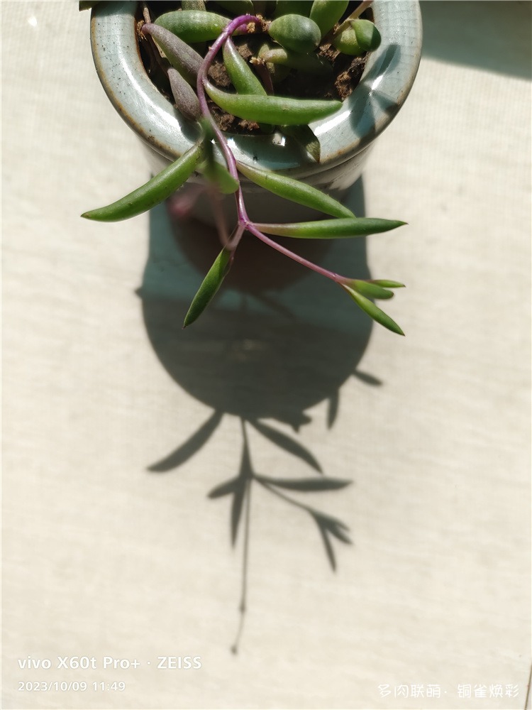 紫玄月