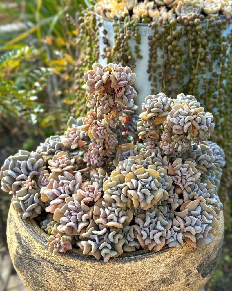 特玉莲