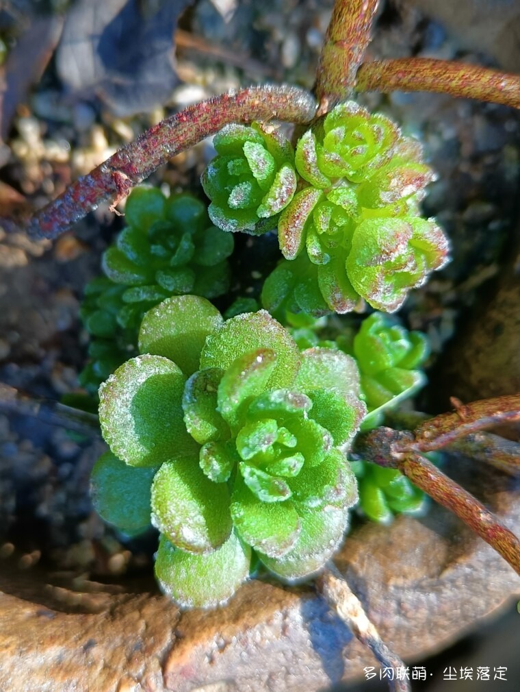 拼出风采，多肉拼盘