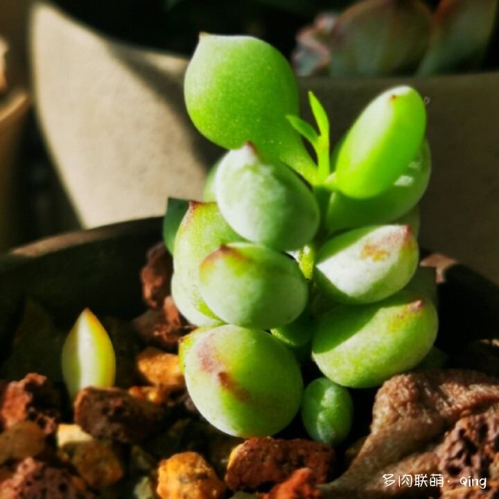 新年多肉恭喜发财