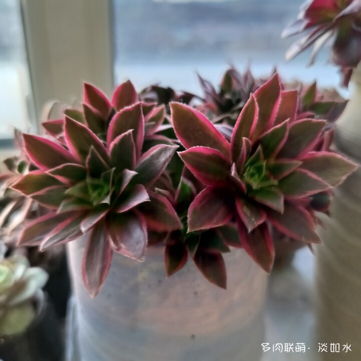 思念与多肉