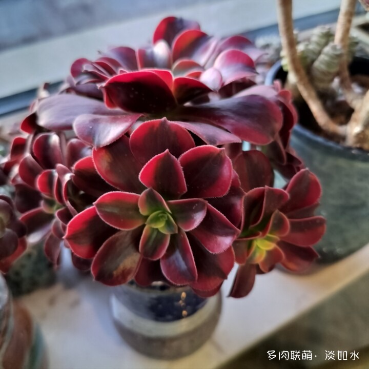 思念与多肉