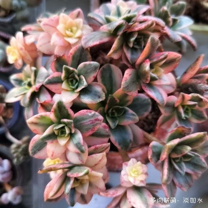 思念与多肉