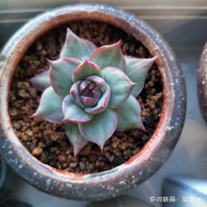 思念与多肉