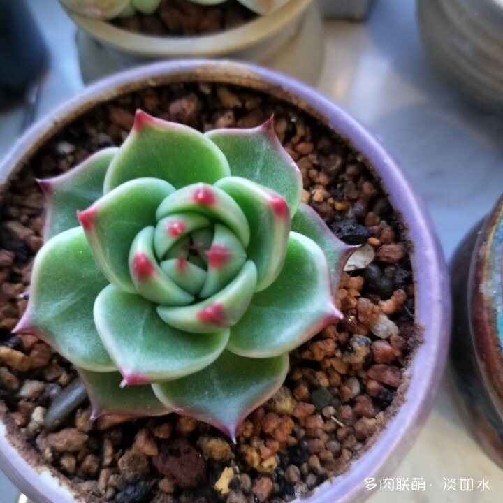 思念与多肉
