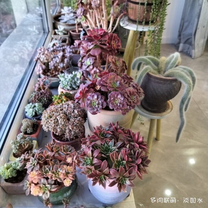 思念与多肉
