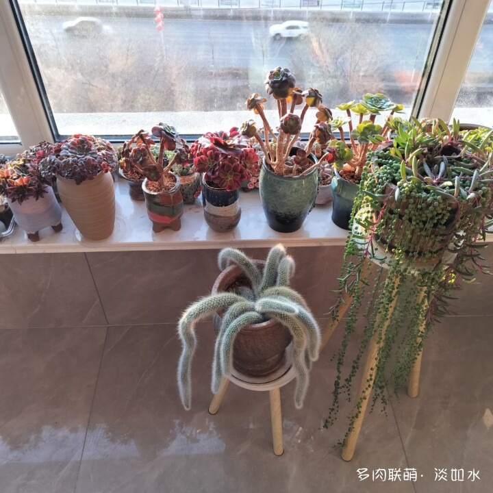 思念与多肉