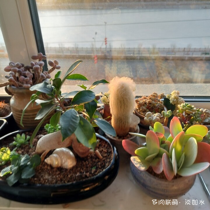 思念与多肉