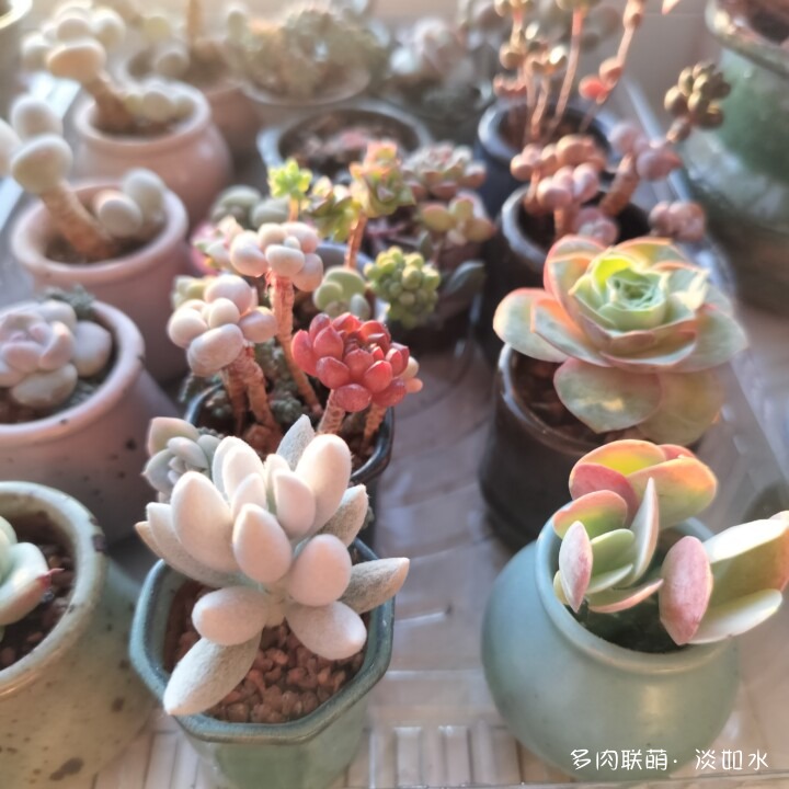 思念与多肉