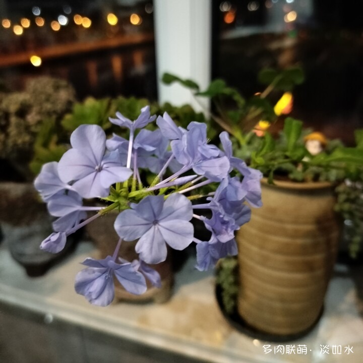 思念与多肉