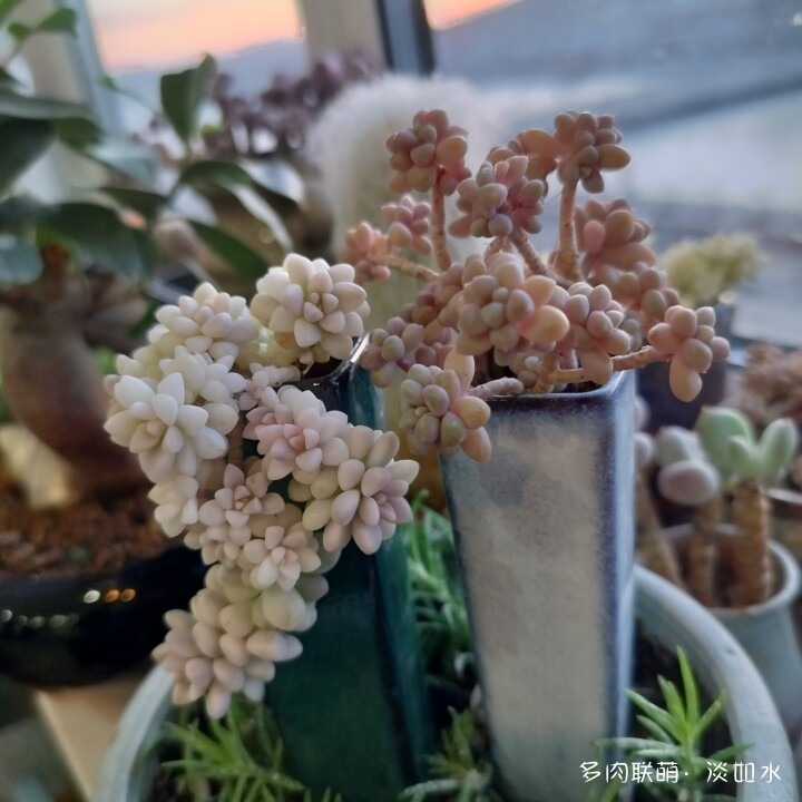 思念与多肉