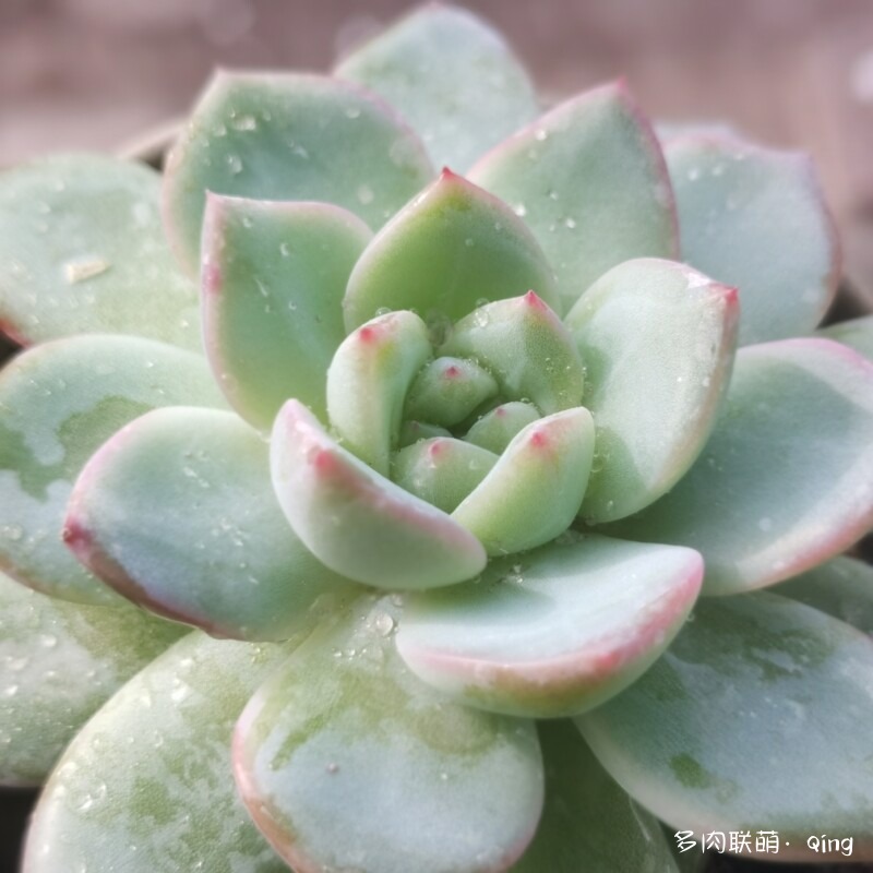 景天
