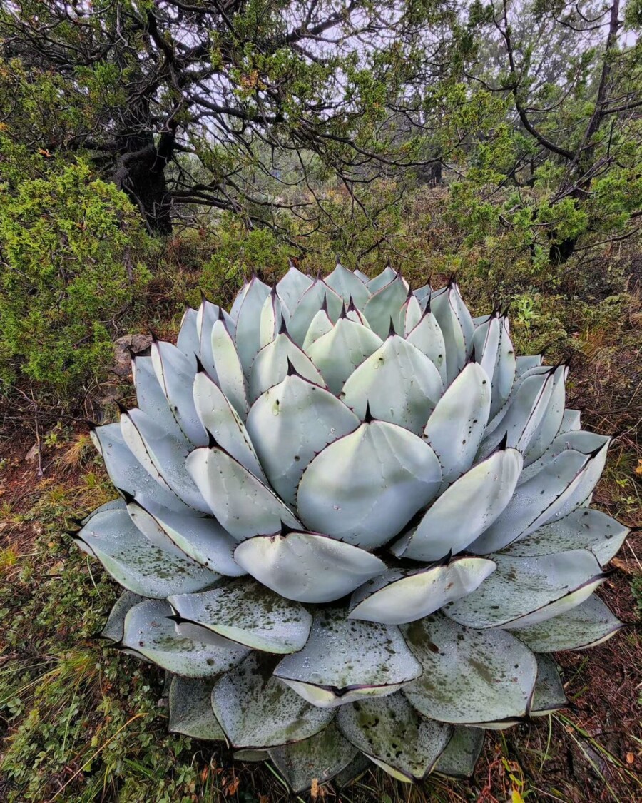 Agave parryi var. truncata 圆叶虚空藏