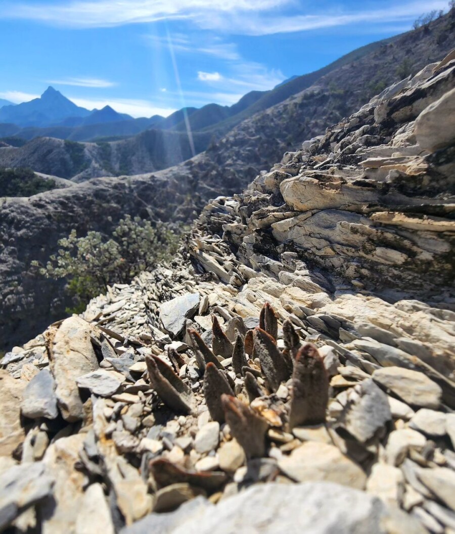 Ariocarpus scaphirostris 龙角牡丹