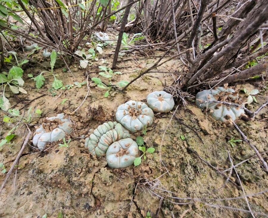 Lophophora williamsii 乌羽玉
