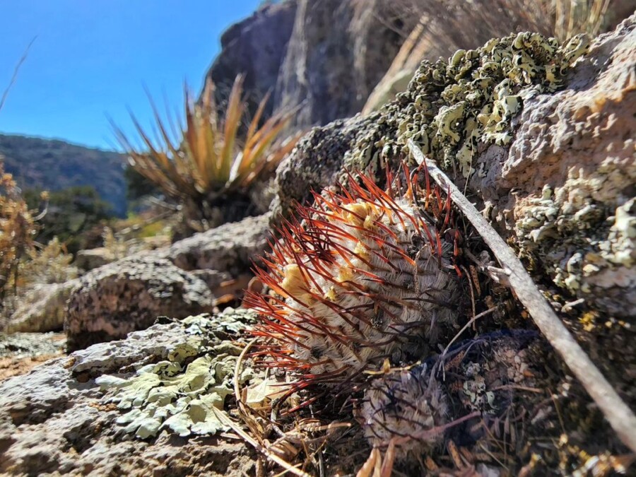 Mammillaria perezdelarosae subsp. andersoniana 直刺佩雷