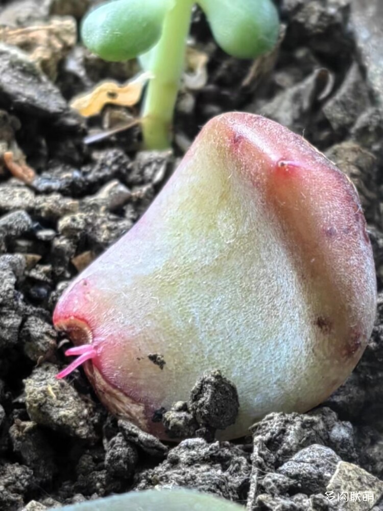 送出去的芙蓉雪莲