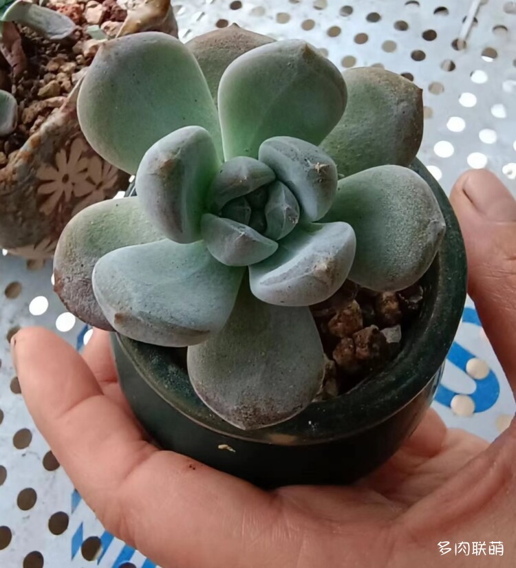 送出去的芙蓉雪莲