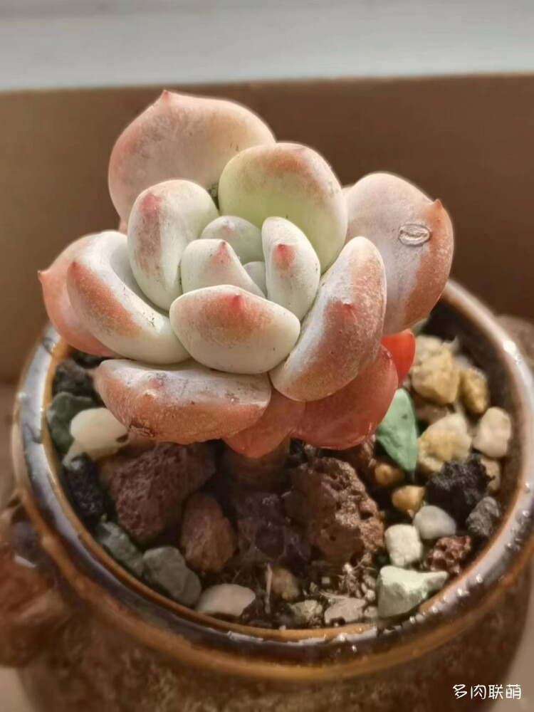 送出去的芙蓉雪莲