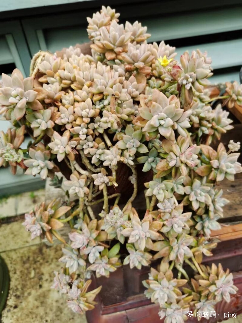 秋丽