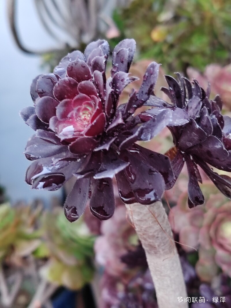 要开花砍头后的法师