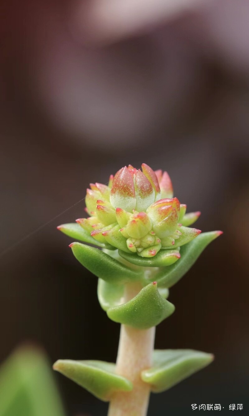 仙女杯的花