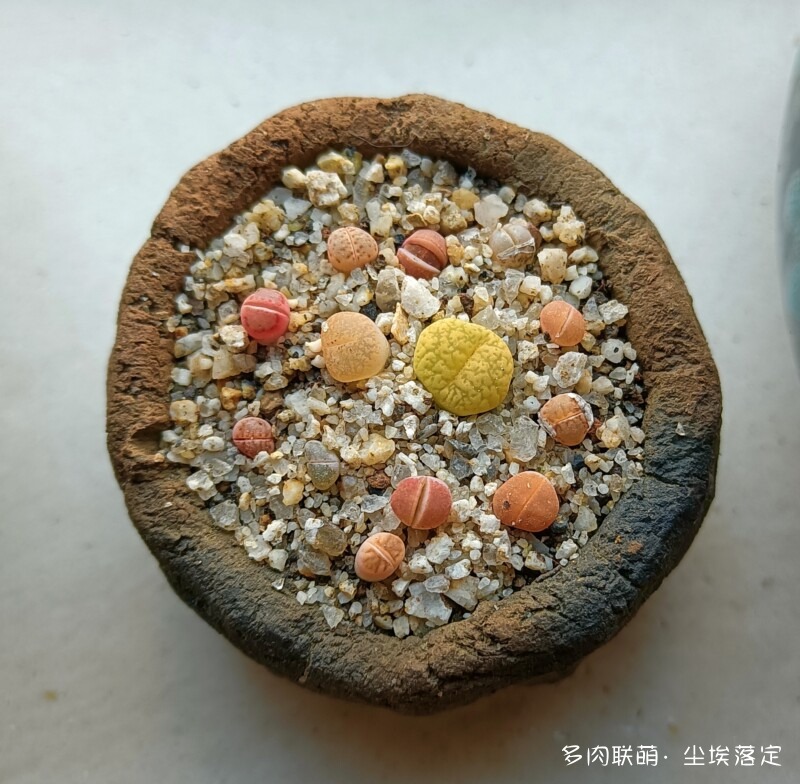 生石花拼盘