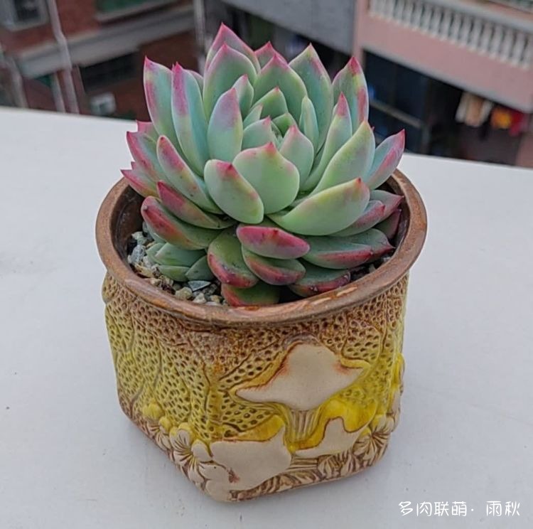 广东东莞天台上的多肉