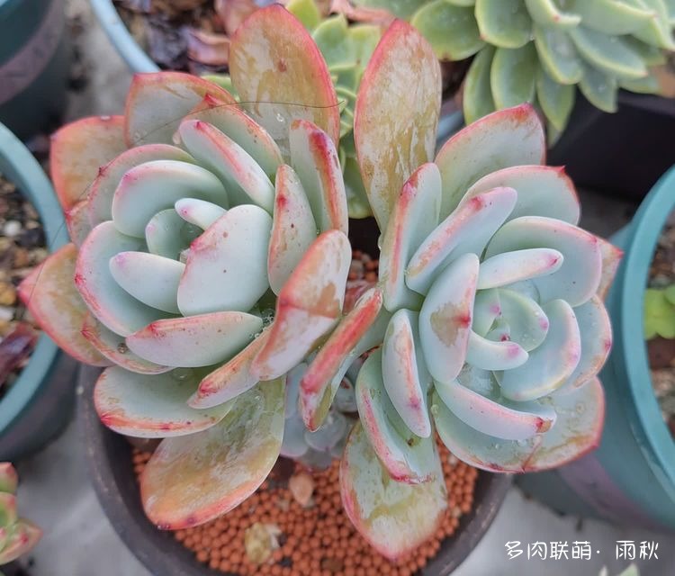 广东东莞天台上的多肉