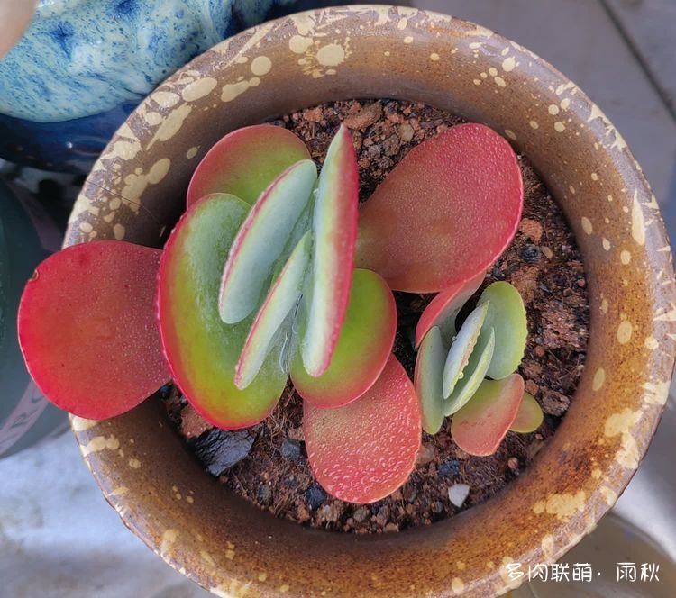 广东东莞天台上的多肉