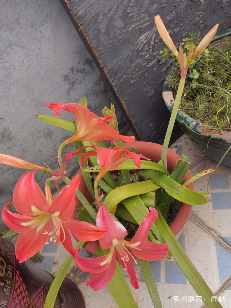 广东东莞天台上的多肉